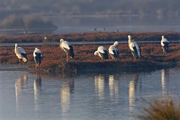 White Storks - Le Parc Ornithologique du Teich - Arcachon - Bassin d'Arcachon - Gironde - France