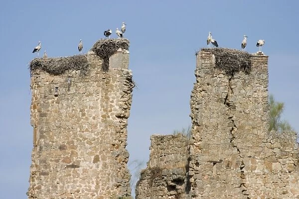 White Storks - Massive nests built on the ruined walls of an ancient castle - Extremadura - Spain