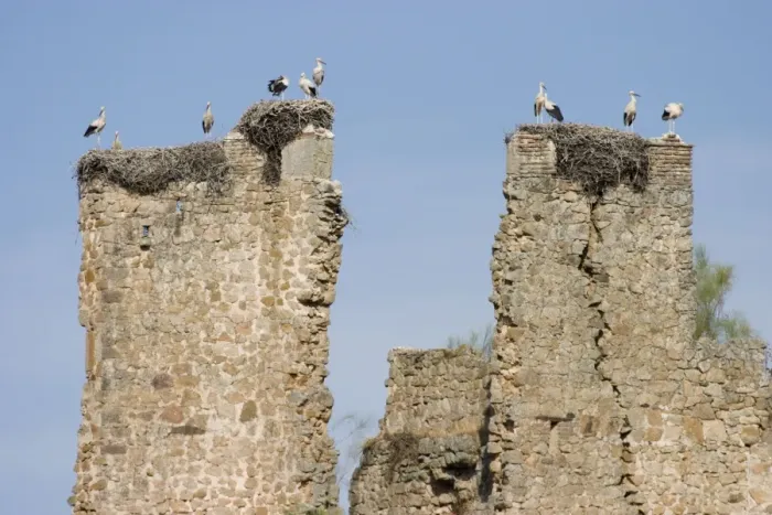 Framed Print : White Storks - Massive nests built on the ruined walls of an ancient castle - Extremadura - Spain