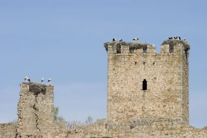 Framed Print : White Storks - Massive nests built on the ruined walls of an ancient castle - Extremadura - Spain Framed Print : White Storks - Massive nests built on the ruined walls of an ancient castle - Extremadura - Spain