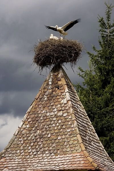 White Storks - nesting on the church in the ancient semi-ruined Saxon village of Archita, Transylvania, Romania