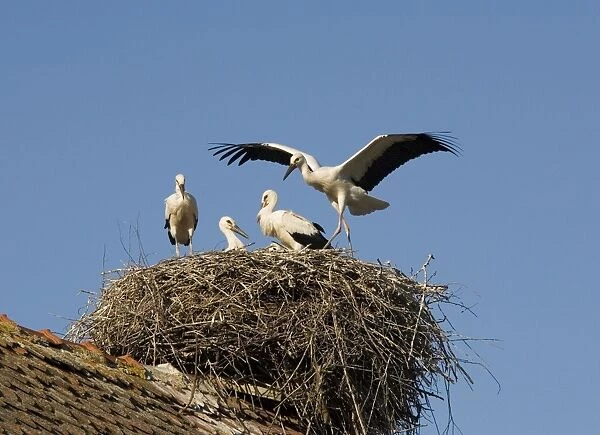 White Storks - nesting on the roof in the Transylvania area, Romania