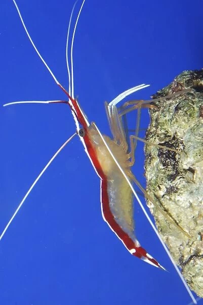 White Striped Cleaner Shrimp: tropical reefs, Pacific