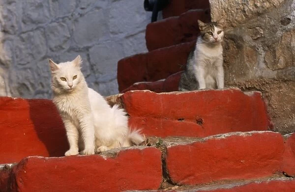 White & Tabby Cat - on red steps - Santorini Island - Greece