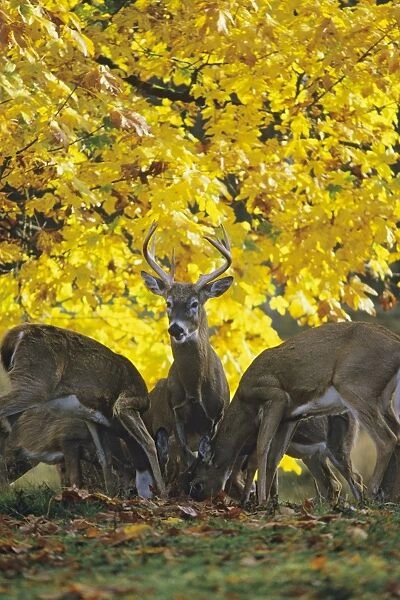 White-tail Deer - in autumn MD470