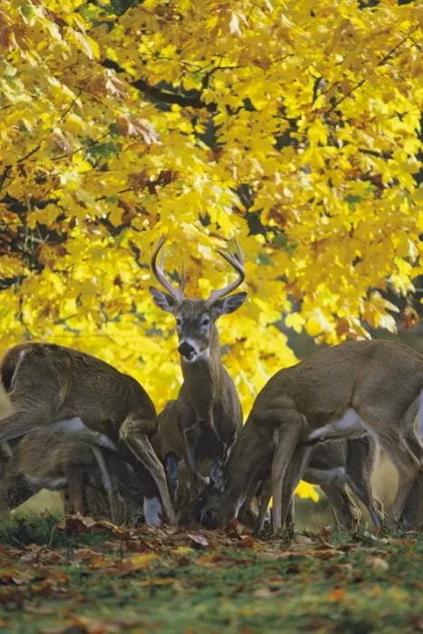 Framed Print : White-tail Deer - in autumn MD470 Framed Print : White-tail Deer - in autumn MD470