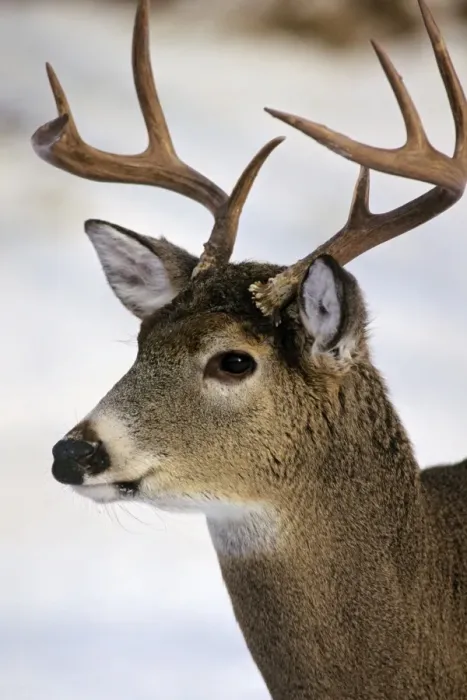 Framed Print : White-tail Deer - buck MD1034 Framed Print : White-tail Deer - buck MD1034