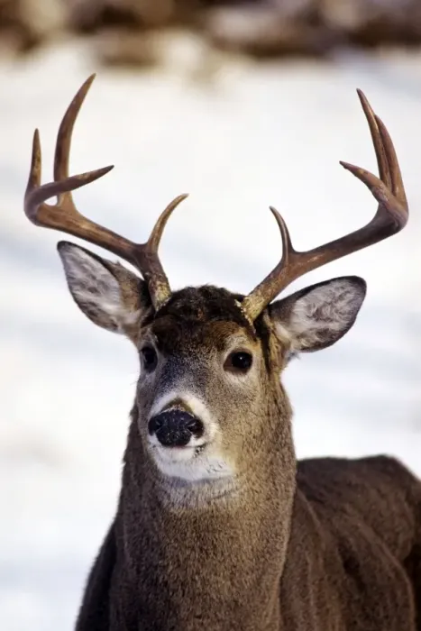 Framed Print : White-tail deer - buck MD1036 Framed Print : White-tail deer - buck MD1036