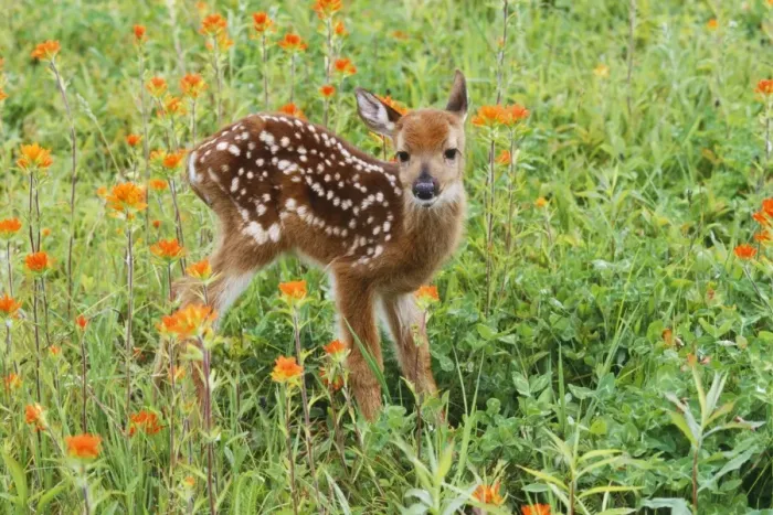 Framed Print : White-tail Deer CLA 409 Fawn in Orange Paintbrush wild flowers & grass, Northeastern U. S. A. Odocoileus virginianus © Mary Clay / ardea. com Framed Print : White-tail Deer CLA 409 Fawn in Orange Paintbrush wild flowers & grass, Northeastern U. S. A. Odocoileus virginianus © Mary Clay / ardea. com