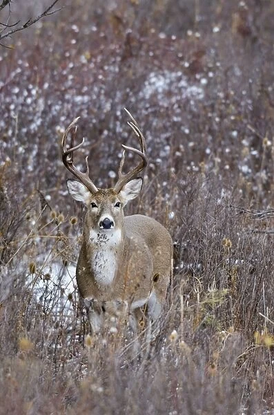 White-tailed Deer - buck - Autumn - Montana - Western U. S. _E7B0395