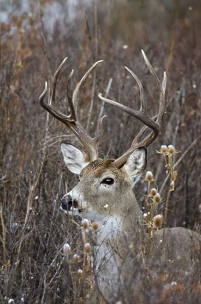 White-tailed Deer - buck - Autumn - Montana - Western U. S. _E7B0183