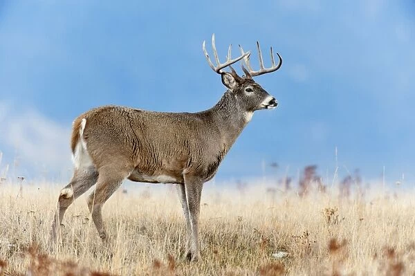 White-tailed Deer - buck - Autumn - Montana - USA _E1A1755