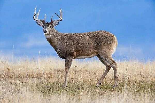 White-tailed Deer - buck - Autumn - Montana - USA _E1A1630
