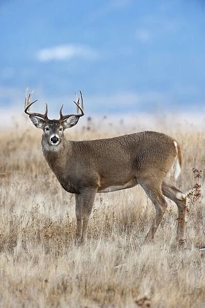 White-tailed Deer - buck - Autumn - Montana - USA _E1A1703