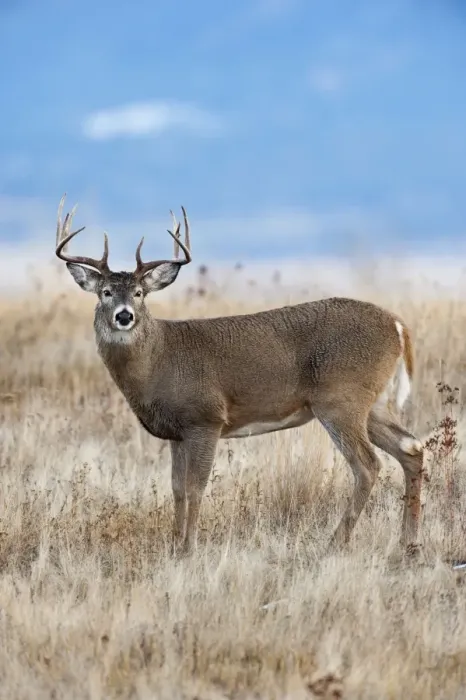 Framed Print : White-tailed Deer - buck - Autumn - Montana - USA _E1A1703 Framed Print : White-tailed Deer - buck - Autumn - Montana - USA _E1A1703