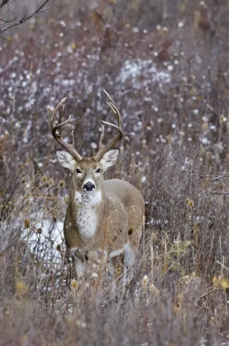 Framed Print : White-tailed Deer - buck - Autumn - Montana - Western U. S. _E7B0395 Framed Print : White-tailed Deer - buck - Autumn - Montana - Western U. S. _E7B0395