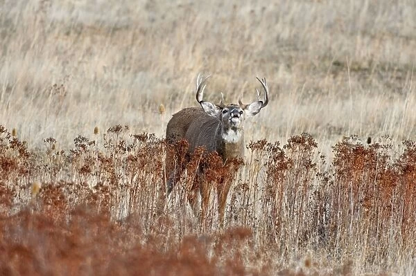White-tailed Deer - buck displaying flehmen behavior - Autumn - Western U. S. _E1A2264