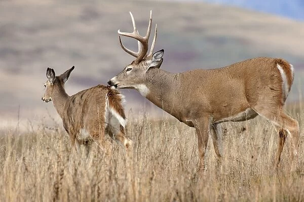 White-tailed Deer - buck with doe during late fall rut - November - Rocky Mountains - Montana - USA _DSC8090