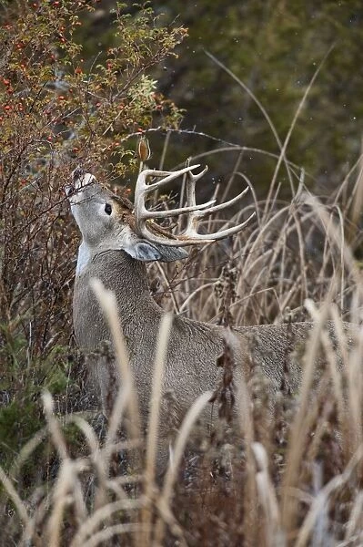 White-tailed Deer - buck eating rose hips - Autumn - Montana - USA _E1A1297