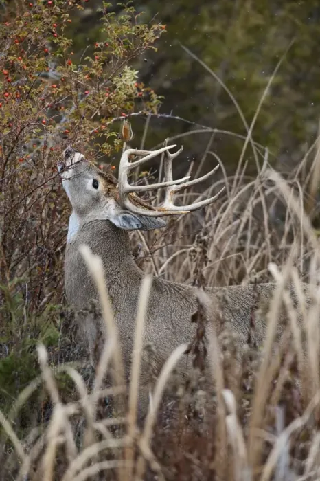 Framed Print : White-tailed Deer - buck eating rose hips - Autumn - Montana - USA _E1A1297 Framed Print : White-tailed Deer - buck eating rose hips - Autumn - Montana - USA _E1A1297