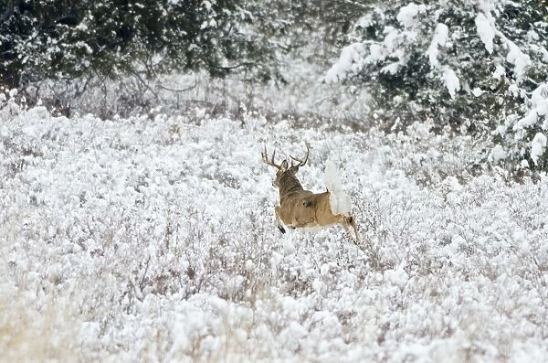 White-tailed Deer - buck flagging (warning signal) as it bounds for denser brush - Autumn - Montana - Western U. S. _E7C1950 1
