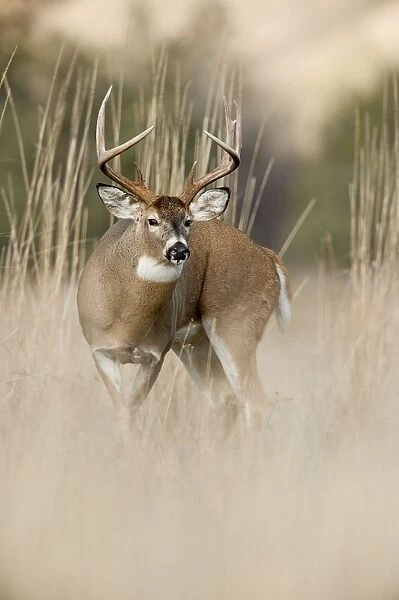 White-tailed Deer - buck in late fall - Rocky Mountains - Montana - USA _DSC8247