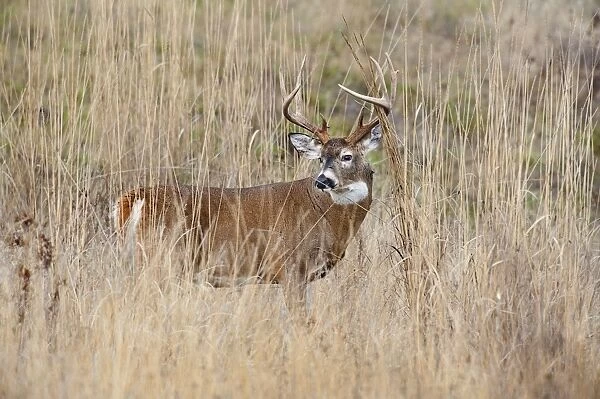 White-tailed Deer - buck in late fall - Rocky Mountains - Montana - USA _DSC7960