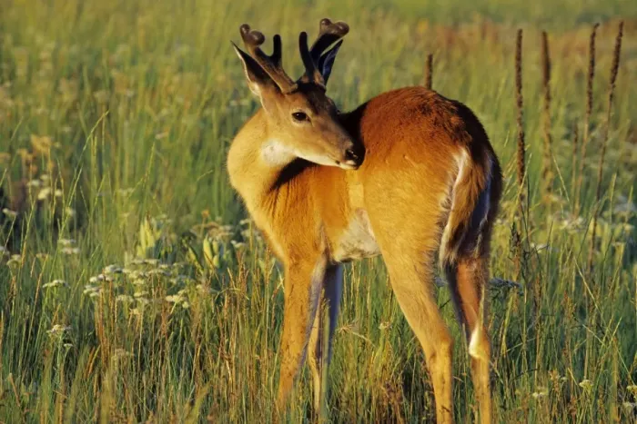 Framed Print : White-tailed Deer - buck among prairie wildflowers, summer. Western USA. MD1041 Framed Print : White-tailed Deer - buck among prairie wildflowers, summer. Western USA. MD1041