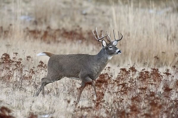 White-tailed Deer - buck running - Autumn - Montana - USA _E1A1603