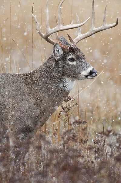 White-tailed Deer - buck in snow - Rocky Mountains - Montana - USA _DSC8873