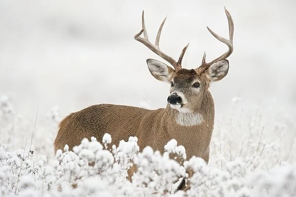 White-tailed Deer - buck in snow - Rocky Mountains - Montana - USA _DSC9208