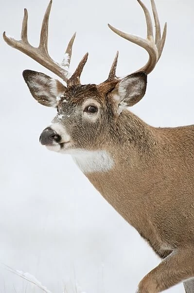 White-tailed Deer - buck in snow - Rocky Mountains - Montana - USA _DSC9195