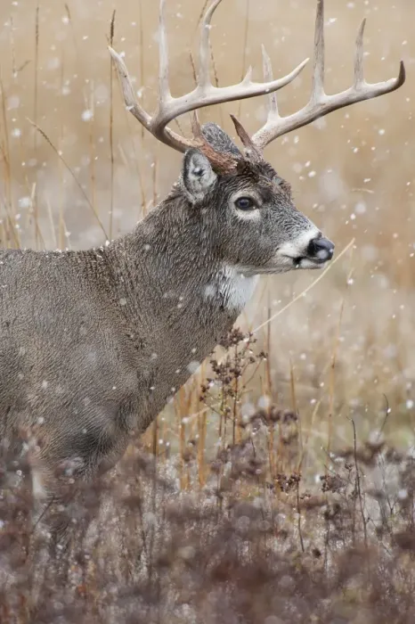 Framed Print : White-tailed Deer - buck in snow - Rocky Mountains - Montana - USA _DSC8873 Framed Print : White-tailed Deer - buck in snow - Rocky Mountains - Montana - USA _DSC8873