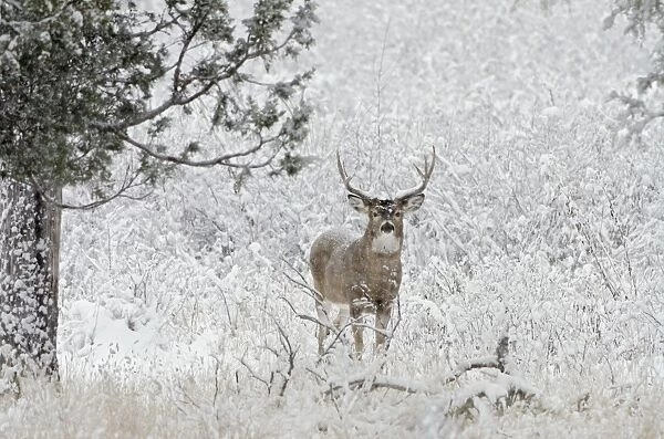White-tailed Deer - buck in snow storm - Autumn - Montana - Western U. S. _E7C0764