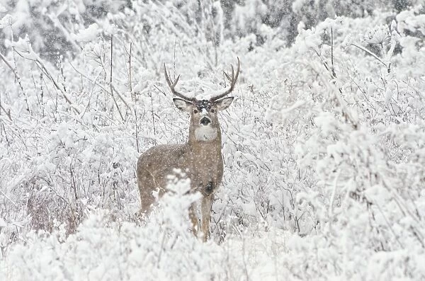 White-tailed Deer - buck in snow storm - Autumn - Montana - Western U. S. _E7C1046