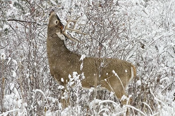 White-tailed Deer - buck in snow storm feeding on wild rose hips - Autumn - Montana - Western U. S. _E7C1199