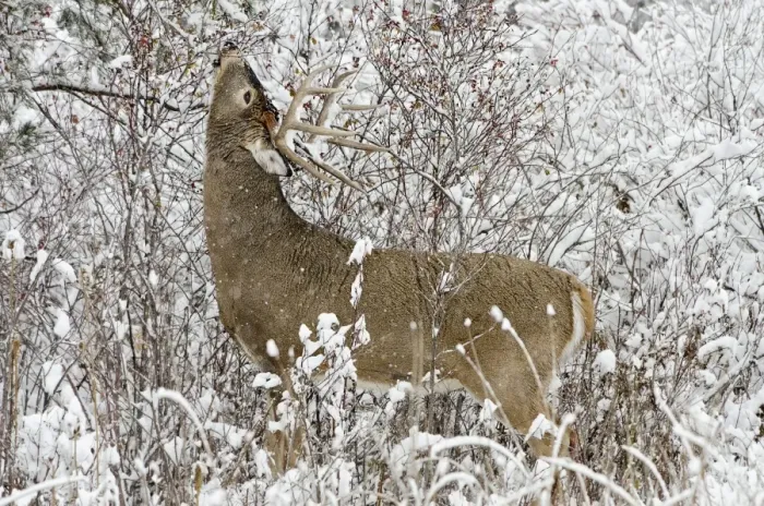 Framed Print : White-tailed Deer - buck in snow storm feeding on wild rose hips - Autumn - Montana - Western U. S. _E7C1199 Framed Print : White-tailed Deer - buck in snow storm feeding on wild rose hips - Autumn - Montana - Western U. S. _E7C1199