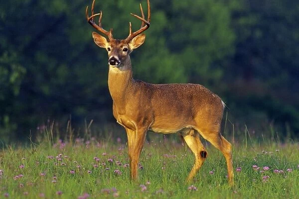 White-tailed Deer - buck in spring. Texas, USA. Md2050