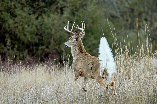 white-tailed-deer-buck-tail-signal-deer-5293783.jpg.webp