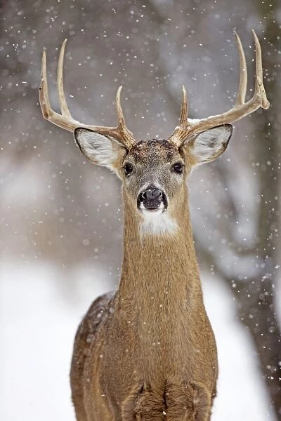 White-tailed Deer - buck in winter snow - New York - USA