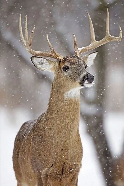 White-tailed Deer - buck in winter snow - New York - USA