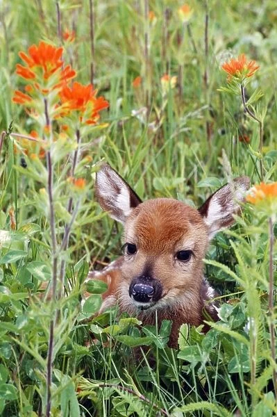 White-Tailed Deer CLA 410 Fawn in wild flowers and grass Odocoileus virginianus © Mary Clay  /  ARDEA LONDON