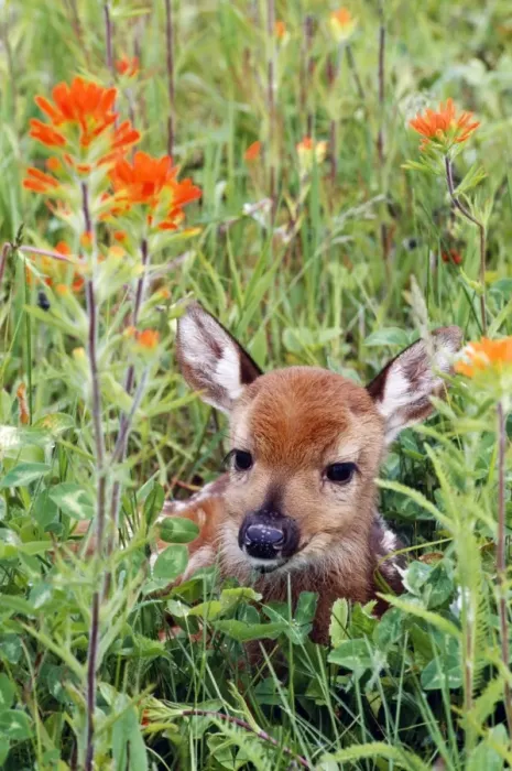 Framed Print : White-Tailed Deer CLA 410 Fawn in wild flowers and grass Odocoileus virginianus © Mary Clay / ARDEA LONDON Framed Print : White-Tailed Deer CLA 410 Fawn in wild flowers and grass Odocoileus virginianus © Mary Clay / ARDEA LONDON