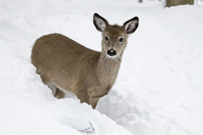 Framed Print : White-tailed Deer - In deep snow after a snow storm - Upstate New York - Fawn - Found over much of the U. S. Southern Canada and Mexico and introduced elsewhere in the world - Lives in forests-swamps Framed Print : White-tailed Deer - In deep snow after a snow storm - Upstate New York - Fawn - Found over much of the U. S. Southern Canada and Mexico and introduced elsewhere in the world - Lives in forests-swamps