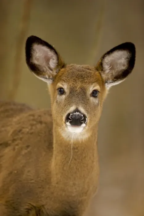 Framed Print : White-tailed Deer - Doe Framed Print : White-tailed Deer - Doe