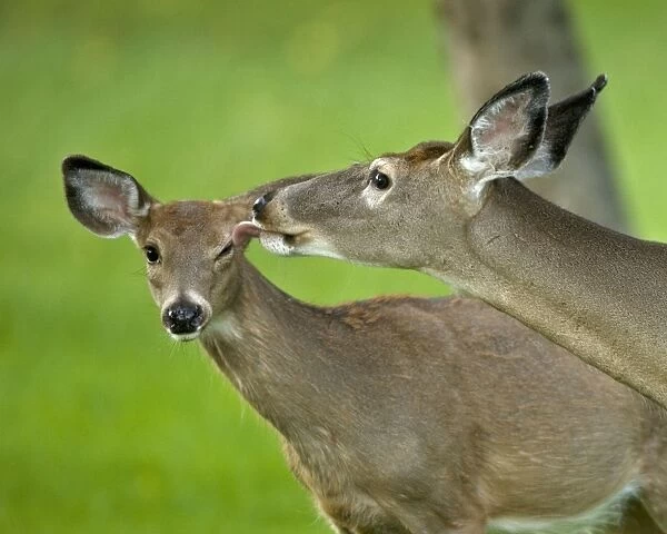 White-tailed Deer - Doe and fawn interacting - Found over much of the U. S. -southern Canada and Mexico and introduced elsewhere in the world - Lives in forests-swamps and open brushy areas nearby - A browser-eats twigs-shrubs-fungi-acorns