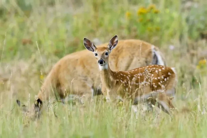 Framed Print : White-tailed Deer - doe & fawn - Summer - Western U. S. _E3D6539 Framed Print : White-tailed Deer - doe & fawn - Summer - Western U. S. _E3D6539