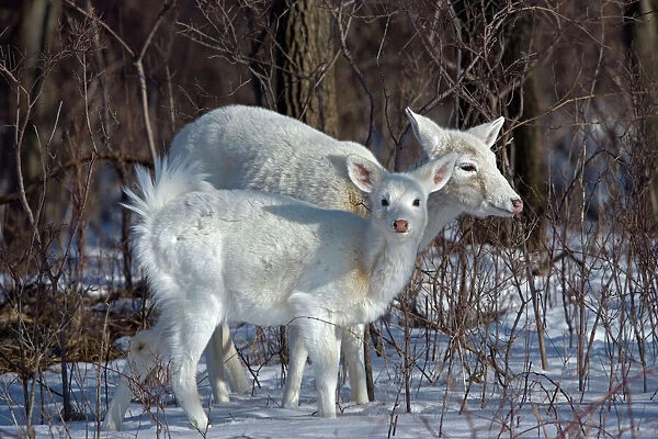 White-tailed Deer - doe and fawn, white color phase, rare color phase resulting from double recessive white genes which occurs rarely naturally