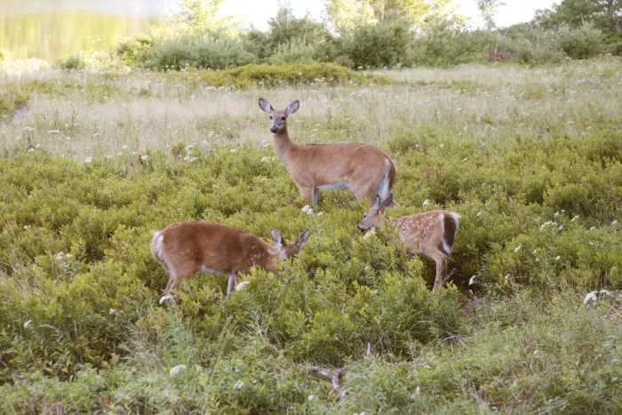 Framed Print : White-tailed Deer - Doe with fawns - September - Acadian National Park Maine - USA Framed Print : White-tailed Deer - Doe with fawns - September - Acadian National Park Maine - USA
