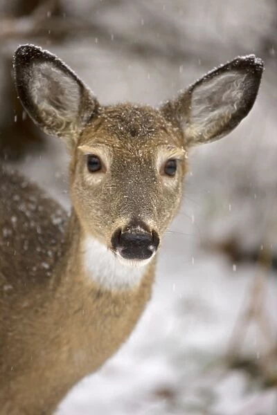 White-tailed Deer - Doe - Head shot - Found over much of the U. S. -southern Canada and Mexico and introduced elsewhere in the world - Lives in forests-swamps and open brushy areas nearby - A browser-eats twigs-shrubs-fungi-acorns and grass
